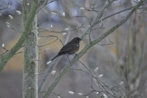 Female blackbird on a tree branch