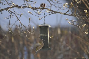 Greenfinch eating sunflower seeds while goldfinch looks on