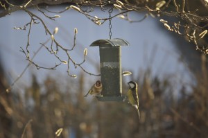 Goldfinch and Great Tit on bird feeder