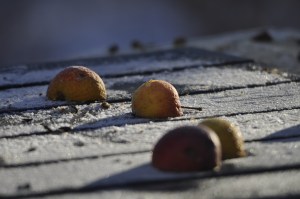 Apple halves in the frost