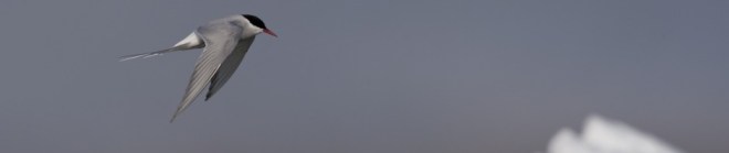 Arctic tern flying over iceberg in Greenland