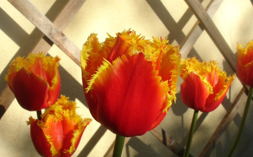 Tulipa