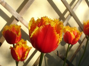Jetfire tulips Red and yellow tulips with a frilled edge around the petals