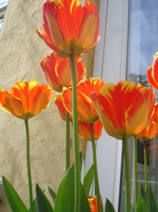 More tulips Red and yellow streaked tulips
