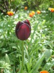 Our last remaining 'Queen of the night' tulip Dark purple queen of the night tulip