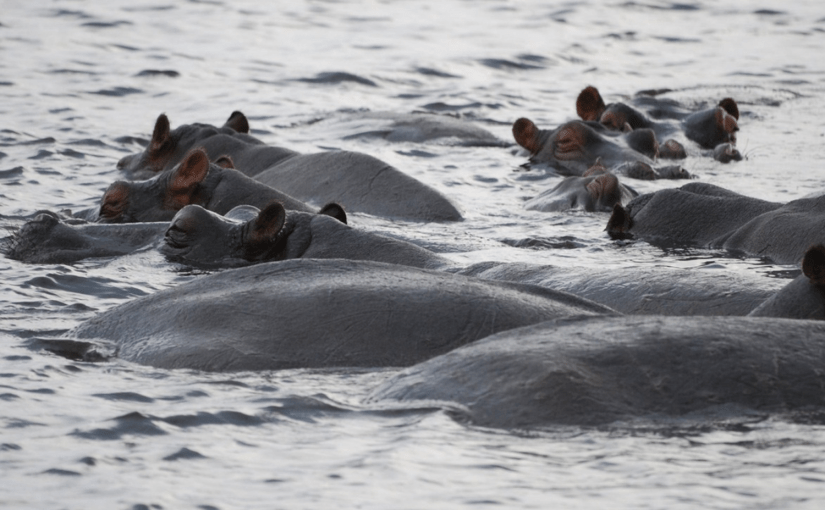 Bless the rains down in Africa&nbsp;#DACEA3