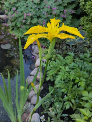 Bringing back the wild to&nbsp;Europe